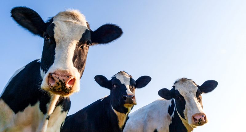 Curious cows