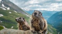 Curious marmotas