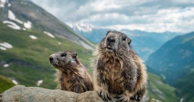 Curious marmotas