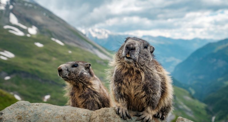 Curious marmotas