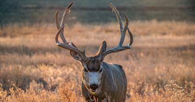 Deer with antlers