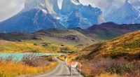 Majestic peaks of Los Kuernos over Lake Pehoe. On a dirt road is worth guanaco - Lama. The national park Torres del Paine, Patagonia, Chile