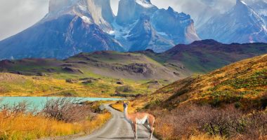 Majestic peaks of Los Kuernos over Lake Pehoe. On a dirt road is worth guanaco - Lama. The national park Torres del Paine, Patagonia, Chile