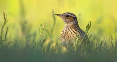 Curious woodlark in grass