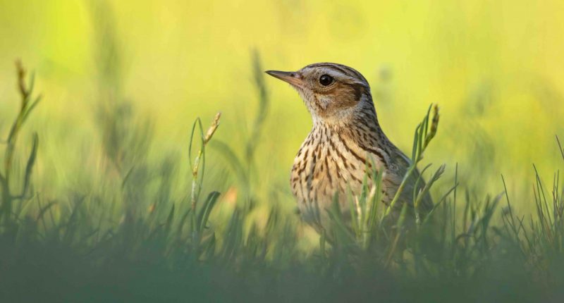 Curious woodlark in grass