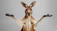 Kangaroo shrug AI