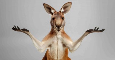 Kangaroo shrug AI