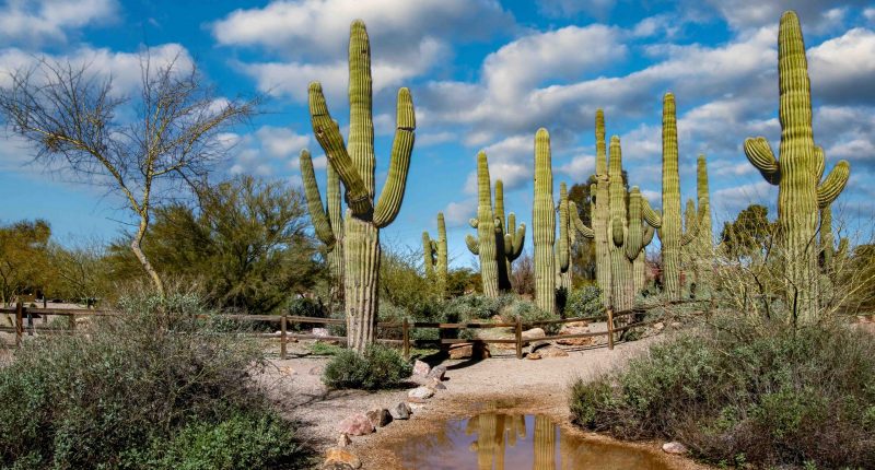 Arizona Landscape USA Arizona