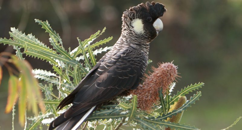 Carnaby's cockatoo