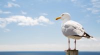 Seagull eyes viewer