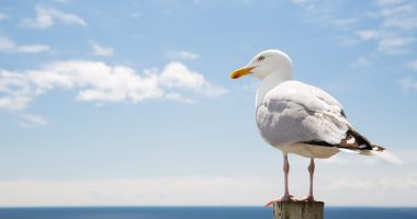 Seagull eyes viewer