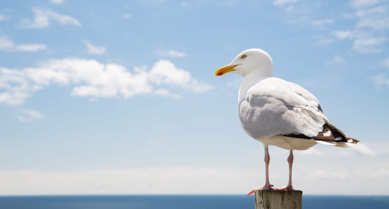 Seagull eyes viewer