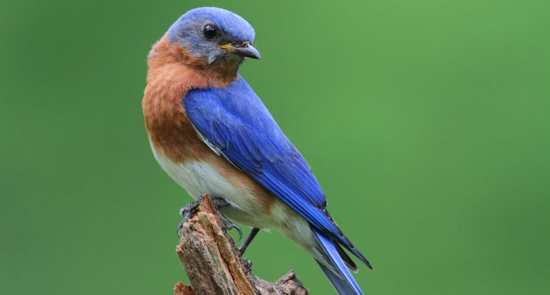 Photo of a bluebird on a tree stump.