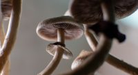 Magic mushroom worms eye view