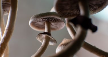 Magic mushroom worms eye view