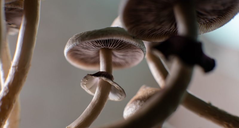 Magic mushroom worms eye view