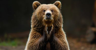 Image of a bear clapping his hands