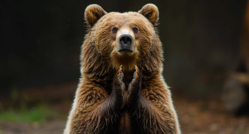 Image of a bear clapping his hands