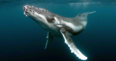 Humpback whale enjoys an expanse