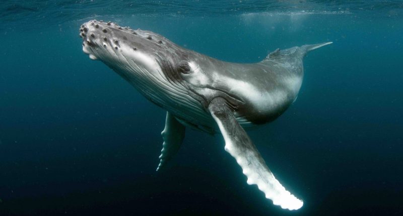 Humpback whale enjoys an expanse