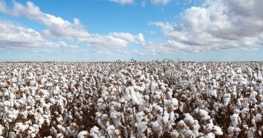 Cotton ready for harvest, near Warren, in New South Wales, Australia