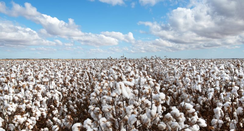 Cotton ready for harvest, near Warren, in New South Wales, Australia