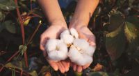 Harvested cotton in the hands of a grower.