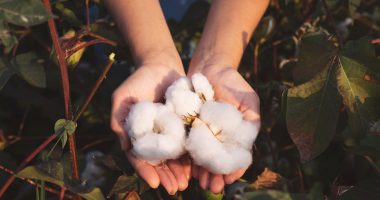 Harvested cotton in the hands of a grower.