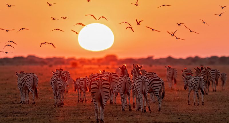 Image of zebras on an African Savannah