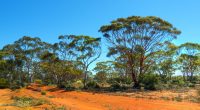 Landscape in the WA Goldfields region