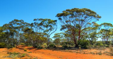 Landscape in the WA Goldfields region