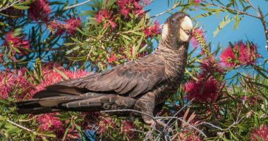 Carnaby's Cockatoo