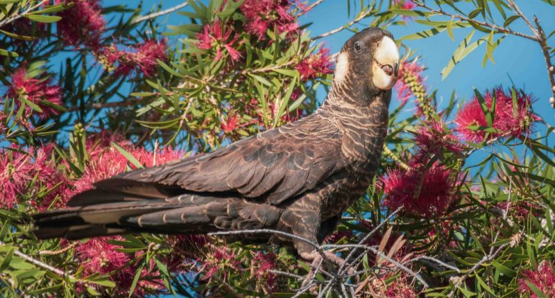 Carnaby's Cockatoo