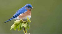 Bluebird perching on tree