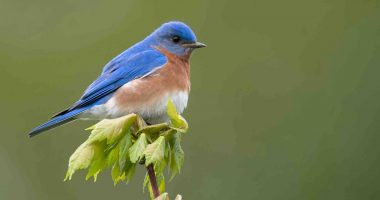 Bluebird perching on tree