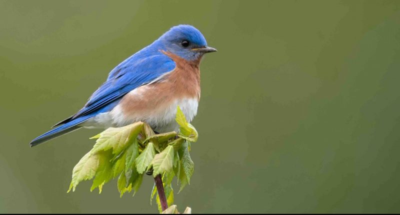 Bluebird perching on tree