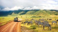 Image of zebras in Tanzania