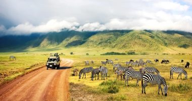 Image of zebras in Tanzania