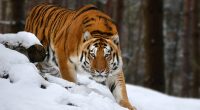 Image of a Siberian tiger