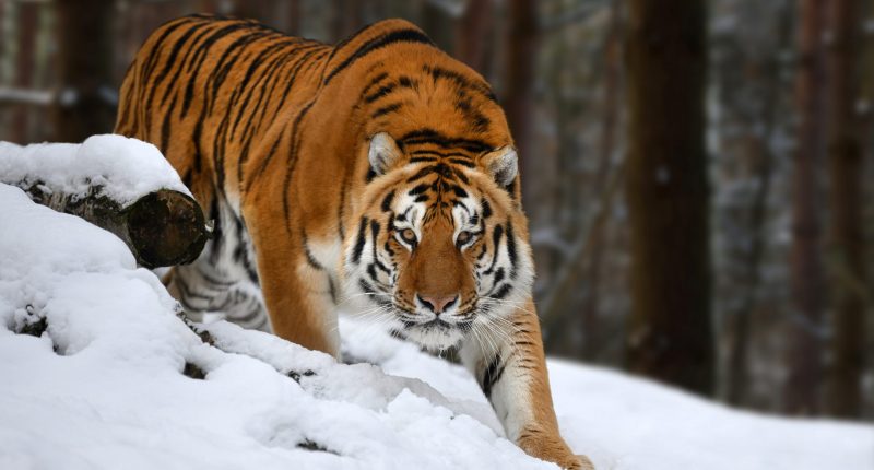 Image of a Siberian tiger