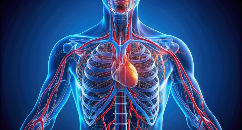 Image of the human circulatory system