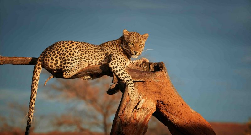 Leopard chillin