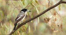 Butcherbird