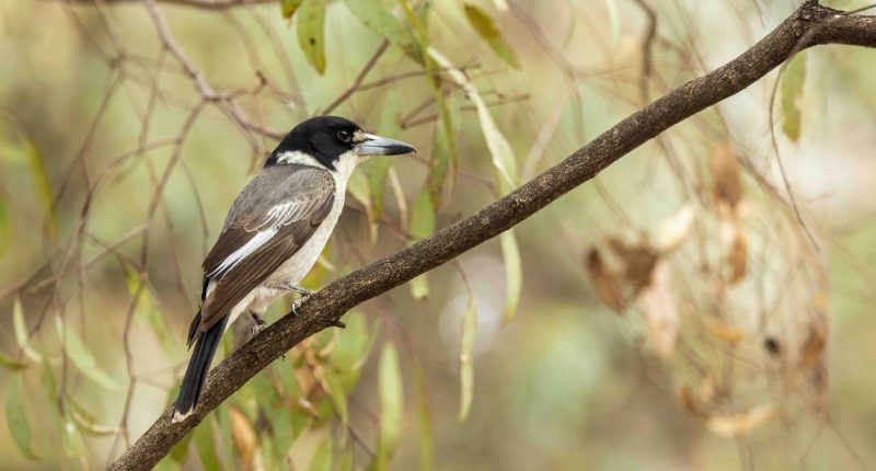 Butcherbird