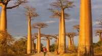 Baobab alley in Madagascar