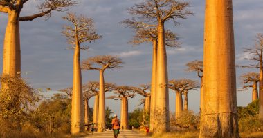 Baobab alley in Madagascar