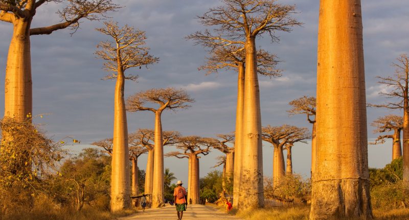 Baobab alley in Madagascar