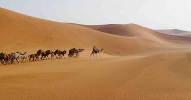 Camels crossing desert Saudi