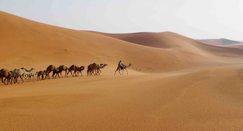 Camels crossing desert Saudi