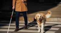 Blind person with guide dog